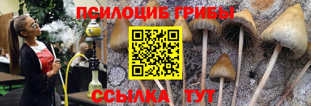 Чебаркуль  Галлюциногенные грибы Cubensis  Вход с VPN 